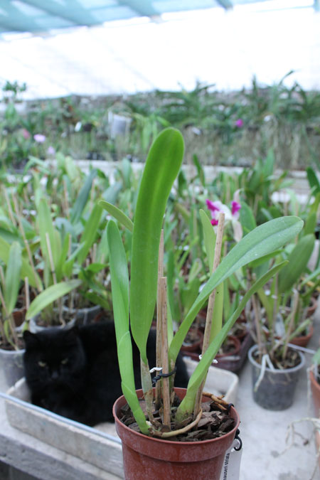 Laelia purpurata werkhauseri striata x SELF.jpg