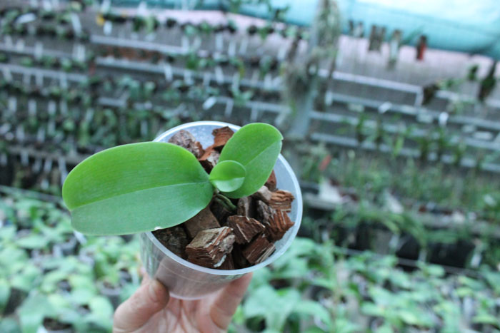 Phalaenopsis violacea 'Blue Indigo'.jpg