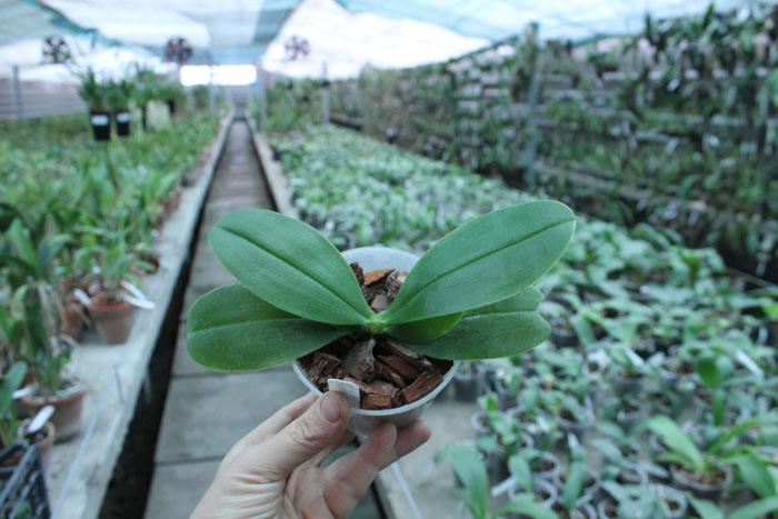 Phal bellina coerulea.jpg