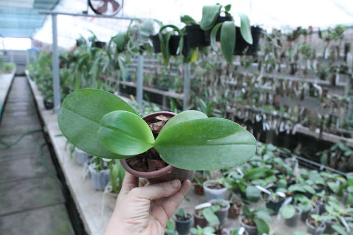 Phalaenopsis I-Hsin George - bellina x Dragon Tree Eagle.jpg