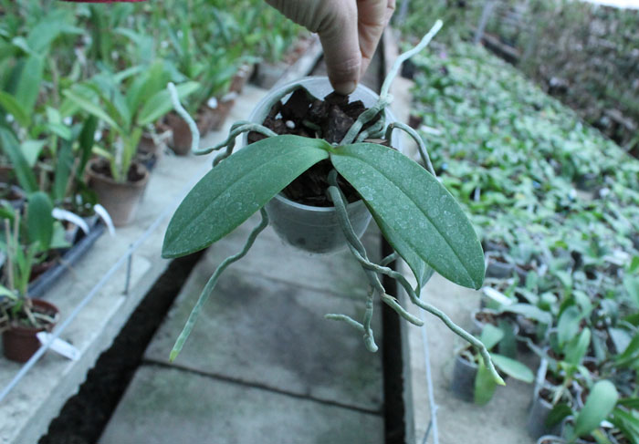 Phal equestris x lindenii.jpg