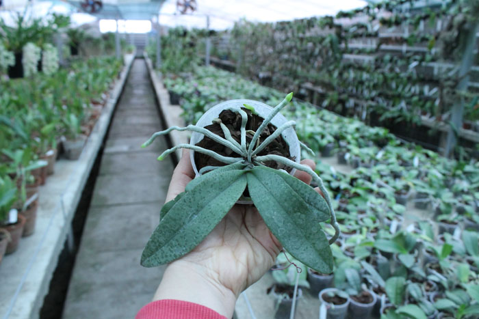 Phalaenopsis celebensis x Phalaenopsis Venus.jpg