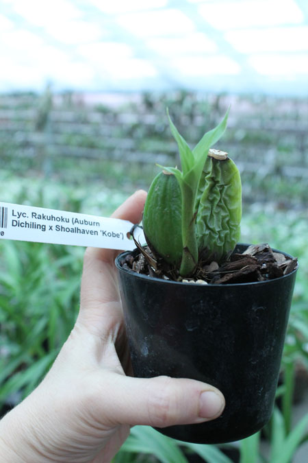 Lycaste Rakuhoku (Auburn Dichiling x Shoalhaven 'Kobe').jpg