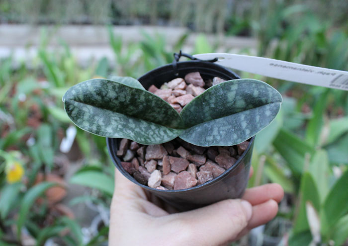 Paphiopedilum vietnamense.jpg