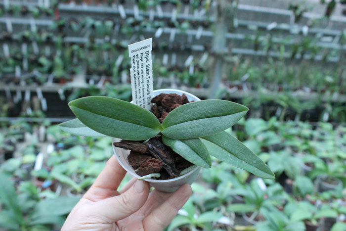 Doritaenopsis Siam Treasure 'Blue'.jpg