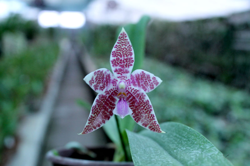 Phalaenopsis hieroglyphica.jpg
