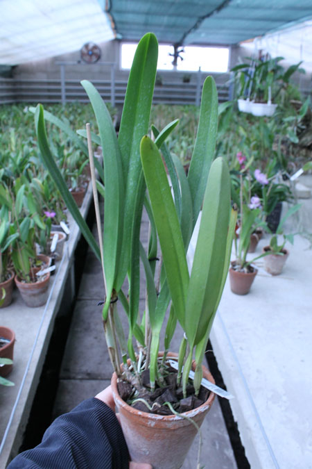 Laelia purpurata estriata 'Doracy' x self.jpg