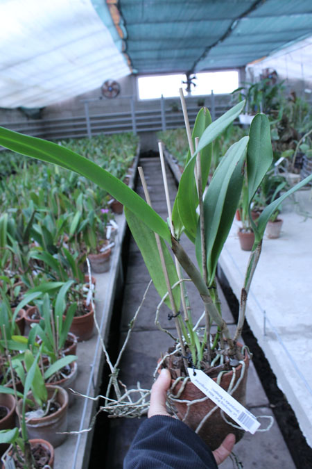 Laeliocattleya Hsinying Pub 'Albo Sanguinea' (purpurata x Batagesi).jpg