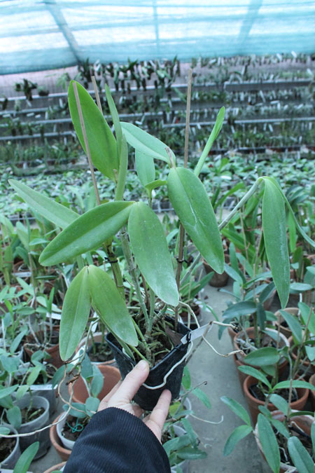 Cattleya intermedia.jpg