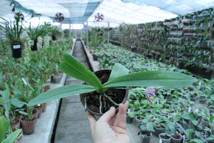 Phalaenopsis hieroglyphica.jpg