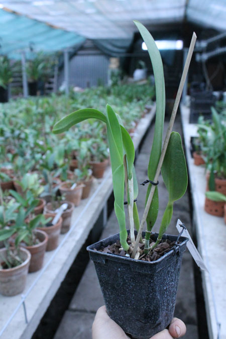 Laelia crispa carnea 'Mignon' x self.jpg