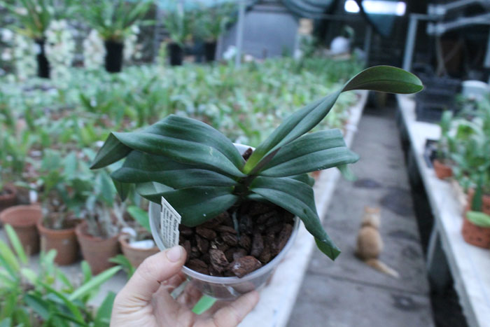 Renanthopsis Mildred Jameson 'Bonsall'.jpg