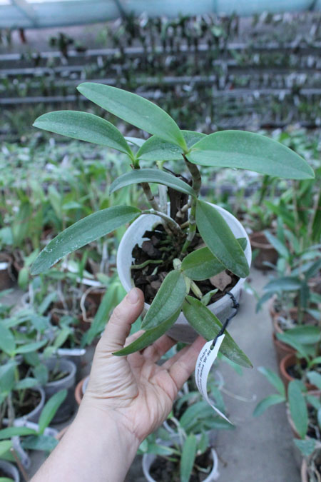 Cattleya intermedia sanguinea 'do Padre Vitus' x Cattleya intermedia flamea 'BF-96'.jpg