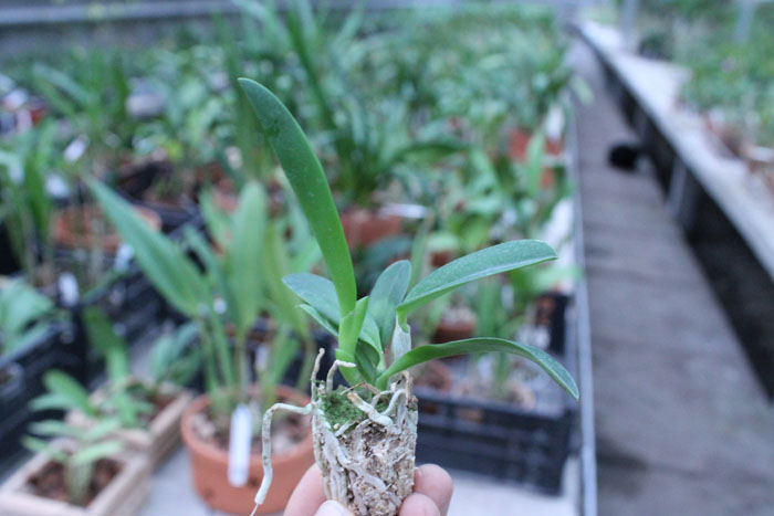 Laelia alaori x sincorana.jpg