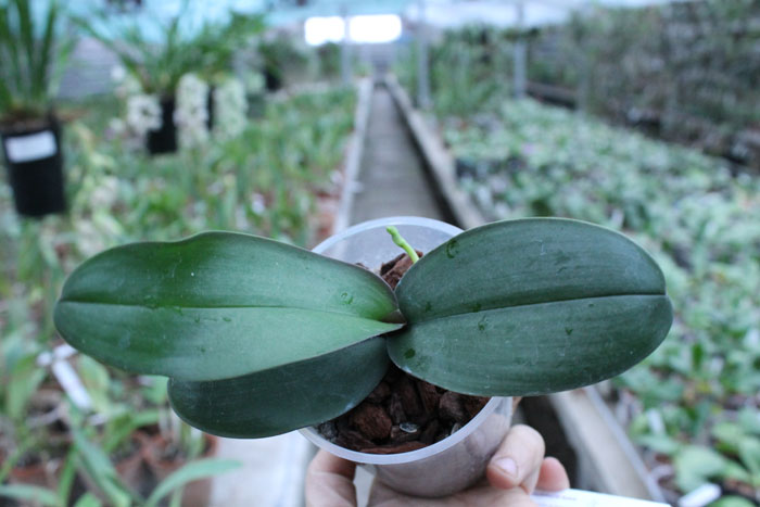 Phalaenopsis stuartiana var nobilis.jpg