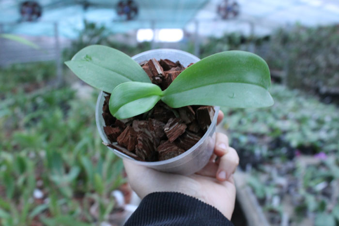 Phalaenopsis violacea 'Blue Indigo'.jpg