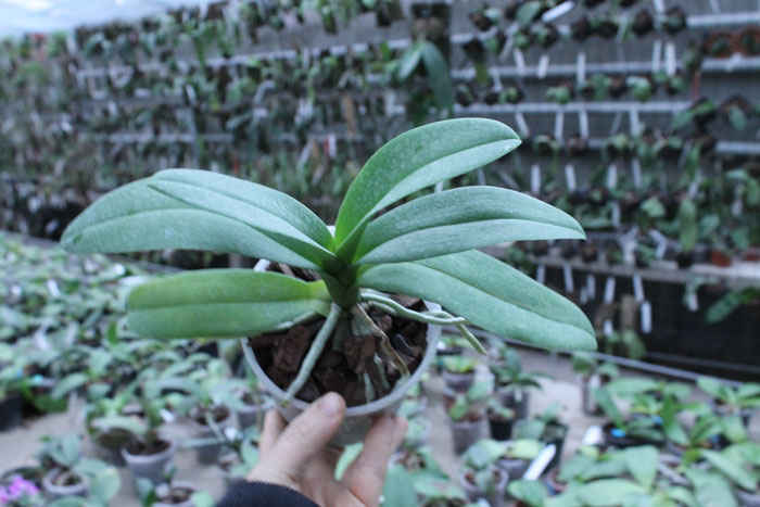 Doritis pulcherrima var yellow x Phalaenopsis bellina.jpg