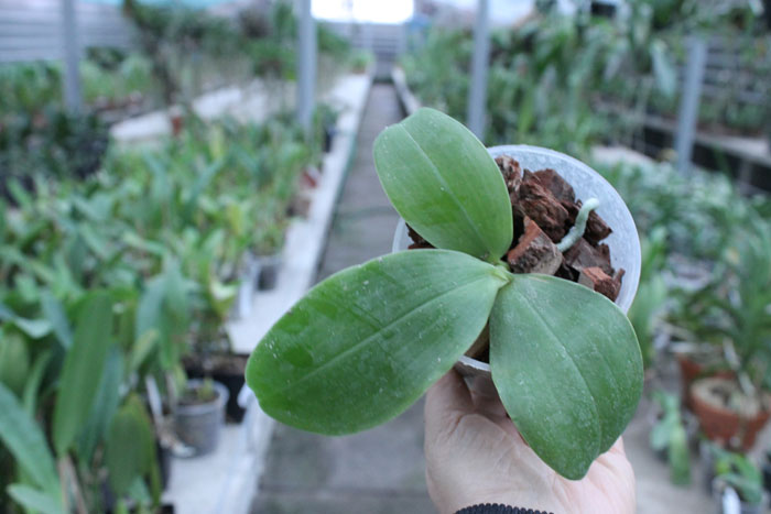 Phalaenopsis KS Happy Eagle #3 x bellina blue.jpg