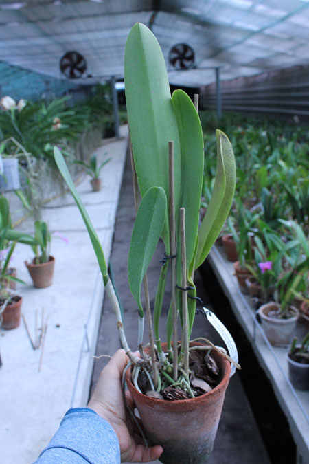 Brassolaeliocattleya Toshie Aoki.jpg