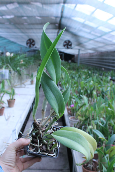 Potinara Luna Jaune 'Celebration' x Brassavola digbyana.jpg