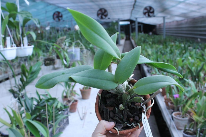 Cattleya lueddemanniana coerulea 'Pedra Azul' XXX x Cattleya lueddemanniana coerulea 'Caribe'.jpg