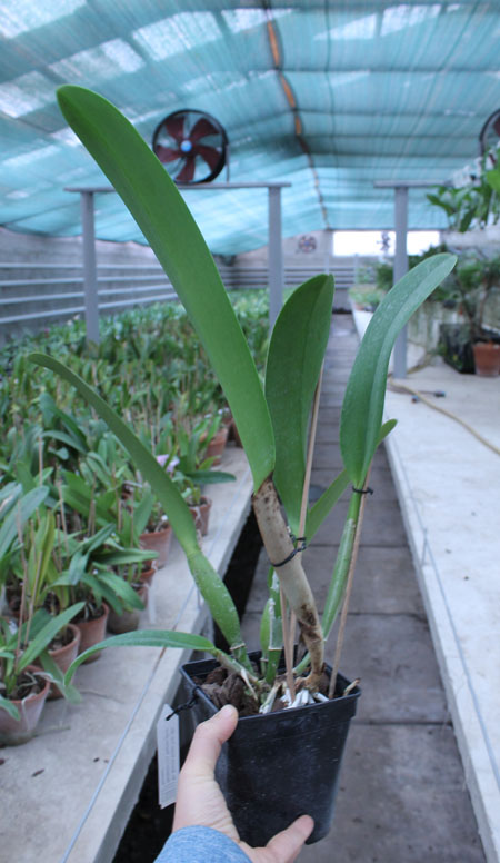 Rhyncholaeliocattleya Blanche Aisaka 'Yuki'.jpg