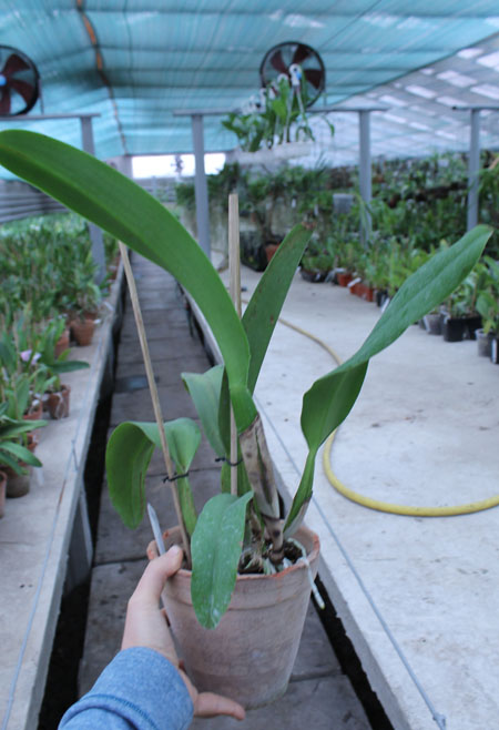 Laeliocattleya Orglade's Grand 'Yu Chang Beauty' (Mildred Rives x Persepolis).jpg