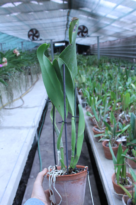 Brassolaeliocattleya Pamela Finney 'All Victory'.jpg