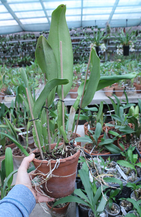 Rhyncholaeliocattleya Taichung Beauty 'Chi-Ming'.jpg