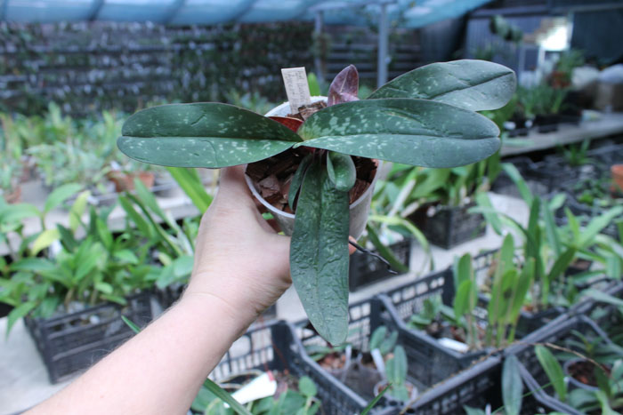 Paphiopedilum leucochilum 'Account Maeping'.jpg