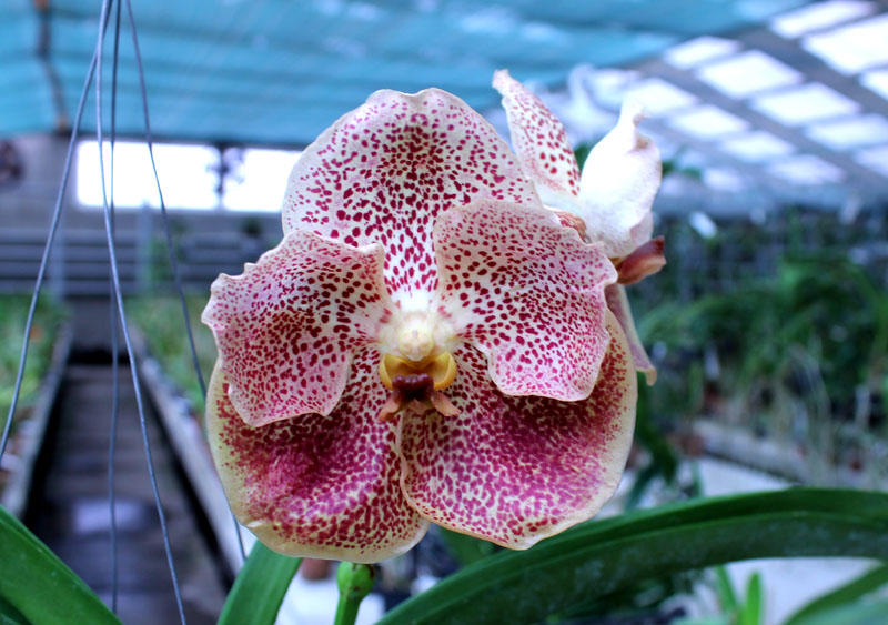 Vanda Adisak Happiness.jpg