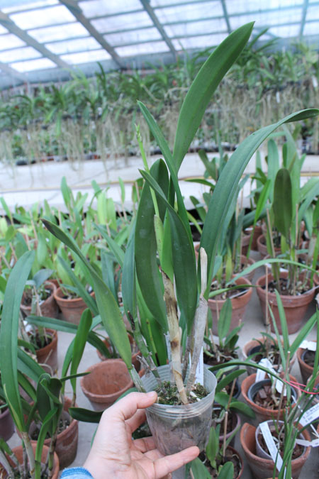 Brassolaelia Morning Glory 'Valentine Kiss'.jpg
