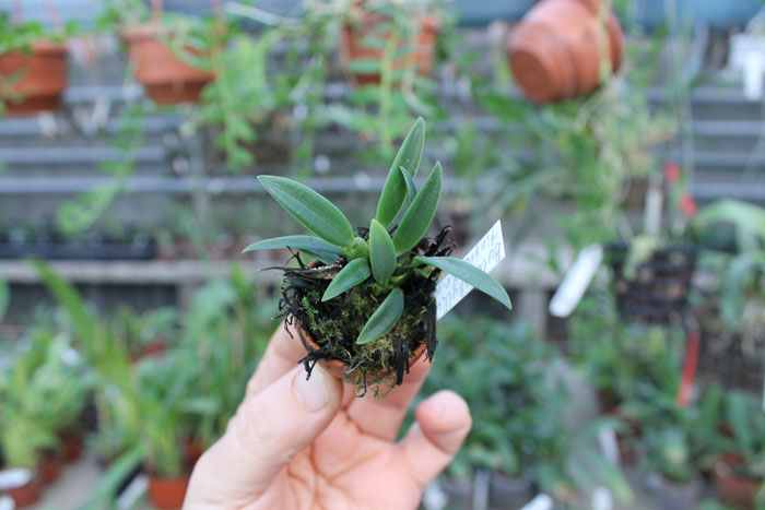Bulbophyllum tingabarinum.jpg
