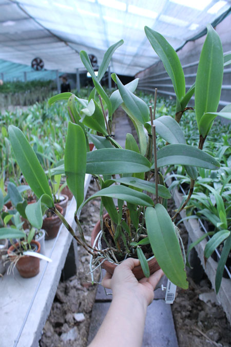 Cattleya skinneri.jpg