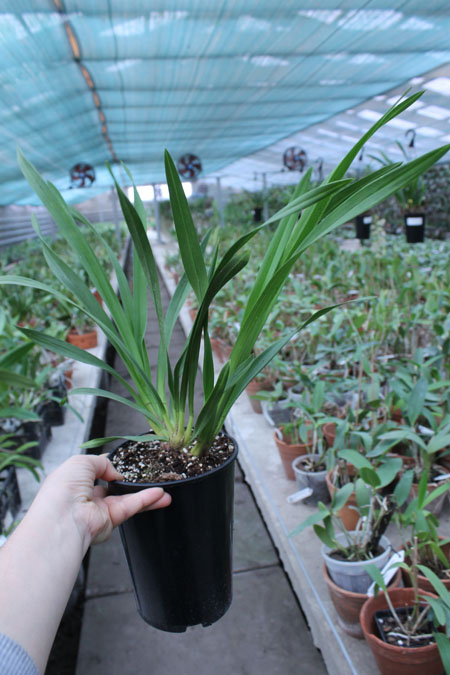 Cymbidium Kiwi Midnight.jpg