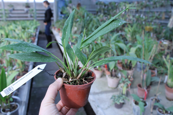 Dendrochilum uncatum.jpg