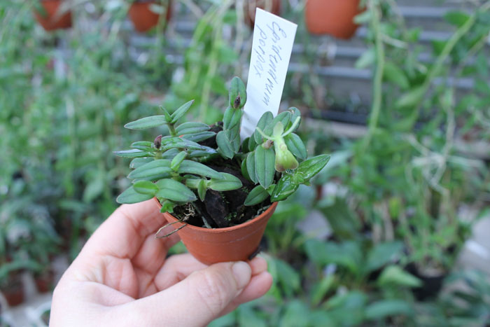 Epidendrum porpax.jpg