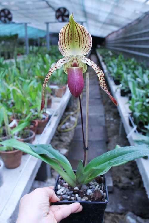 Paphiopedilum In-Charm Lady.jpg
