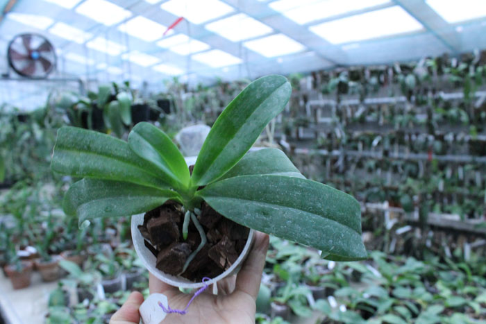 Phalaenopsis Purple Martin Blue x tetraspis c-1.jpg