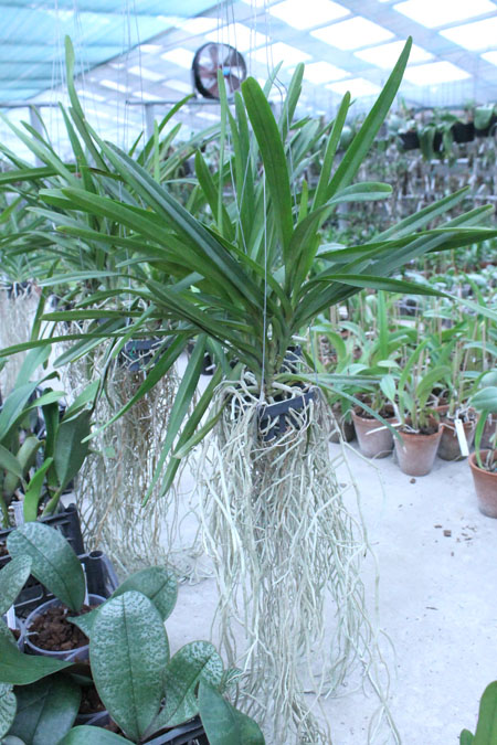 Rhynchorides Memoria Suranaree (Aerides lawrenceae x Rhynchostylis coelestis).jpg