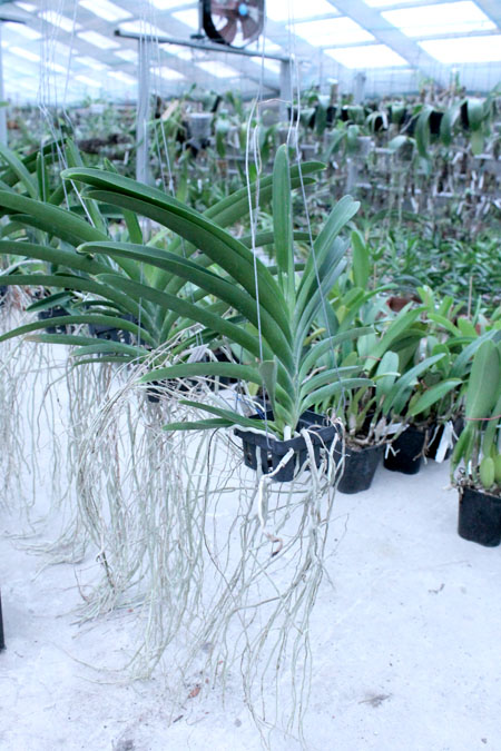 Vanda Kultana Papion.jpg