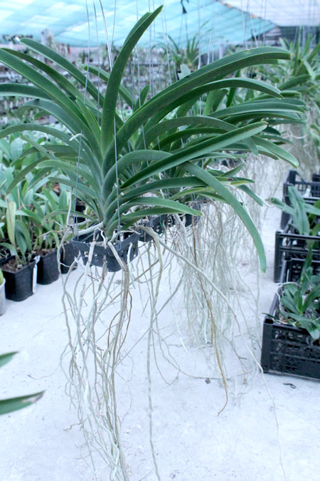 Vanda Jiraprapa - Davarak x Butterfly.jpg