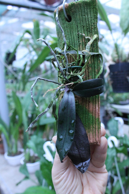 Phalaenopsis chibae.jpg