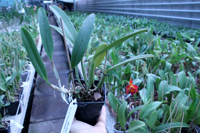 Cattleya lueddemanniana concolor (clara) x self.jpg