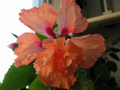 Resize of PICT0023.JPG