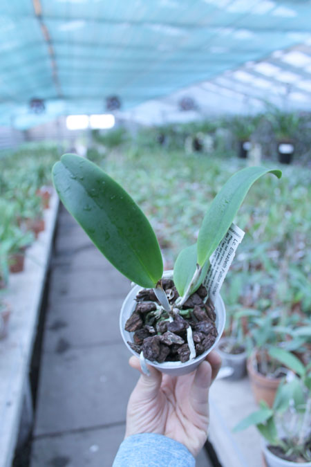 Laeliocattleya Elizabeth Fulton 'Michel'.jpg