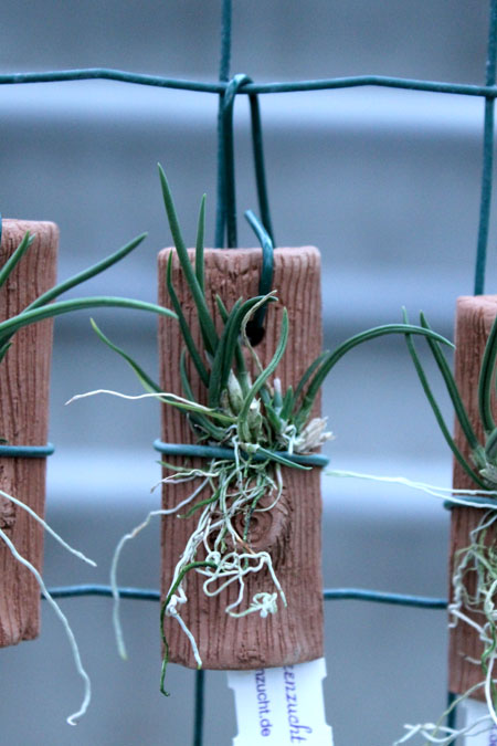 Capanemia superflua.jpg