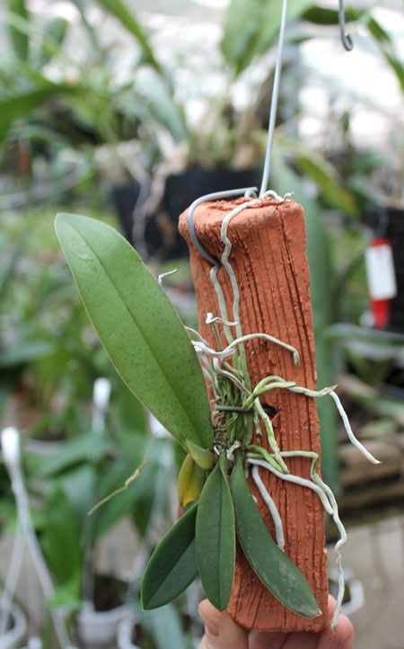 Oncidium stramineum.jpg