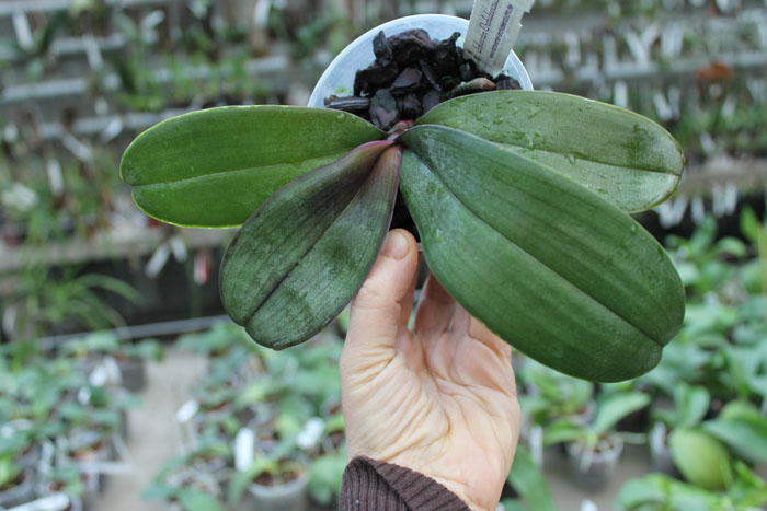 Phalaenopsis sanderiana.jpg