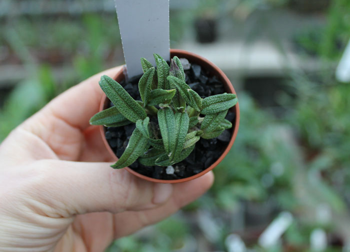 Dendrobium cuthbertsonii.jpg